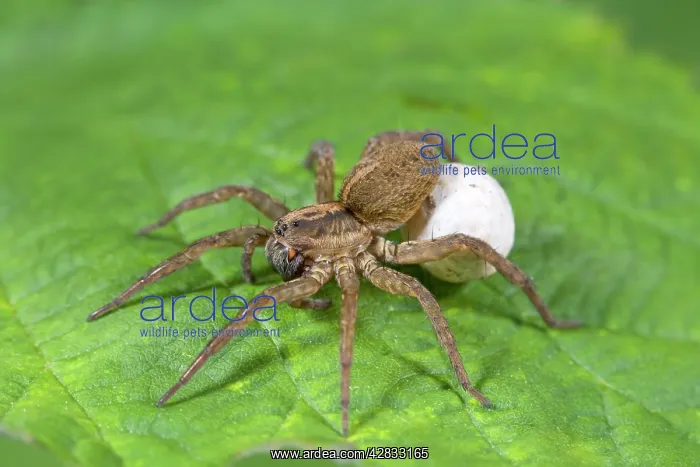 : Wolf Spider with egg sac : Wolf Spider with egg sac