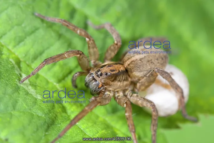 : Wolf Spider with egg sac : Wolf Spider with egg sac