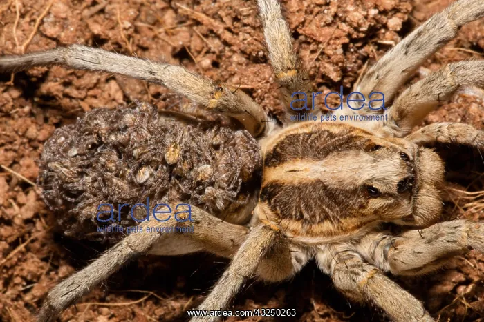 : wolf spider, Family Lycosidae, female with young : wolf spider, Family Lycosidae, female with young