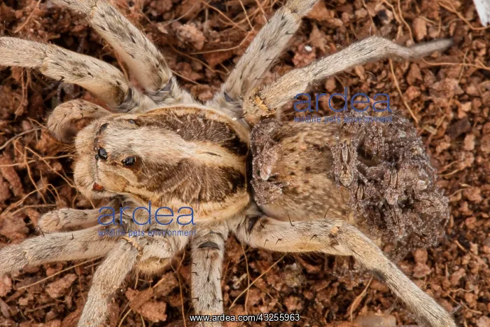  : wolf spider, Family Lycosidae, female with young