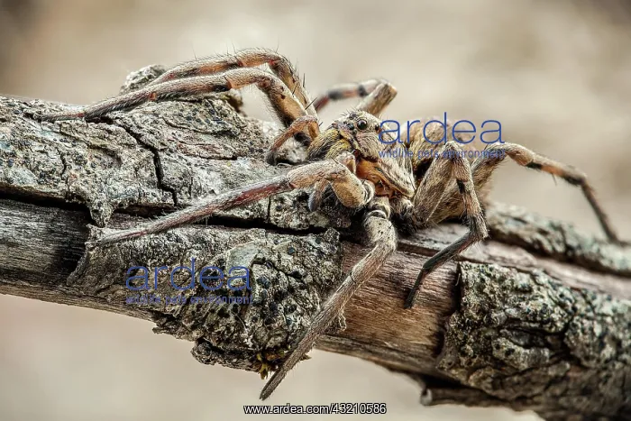 : A wolf spider of the family Lycosidae, Lycos is : A wolf spider of the family Lycosidae, Lycos is