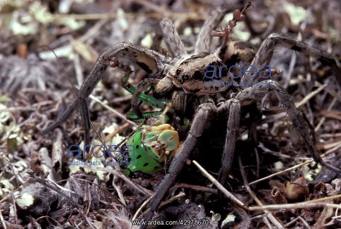 : Wolf Spider - Feeding on a grasshopper : Wolf Spider - Feeding on a grasshopper