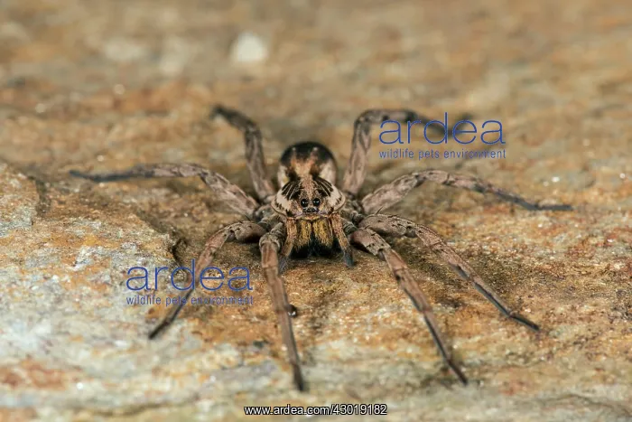  : Wolf Spider female