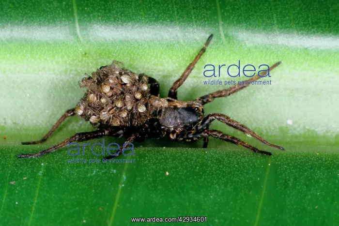: A wolf spider - female bearing brood of young on back : A wolf spider - female bearing brood of young on back