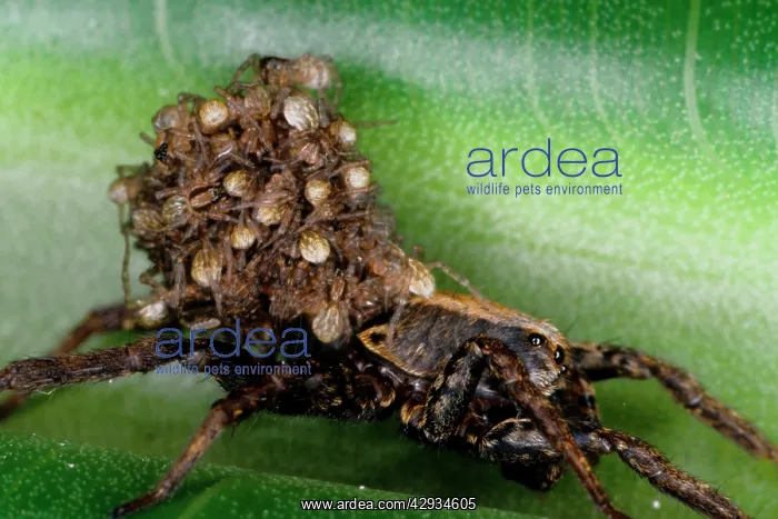 : A wolf spider - female bearing brood of young on back : A wolf spider - female bearing brood of young on back