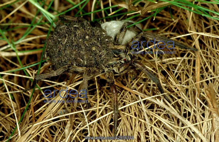 : A wolf spider - female carrying newly hatched spiderlings : A wolf spider - female carrying newly hatched spiderlings