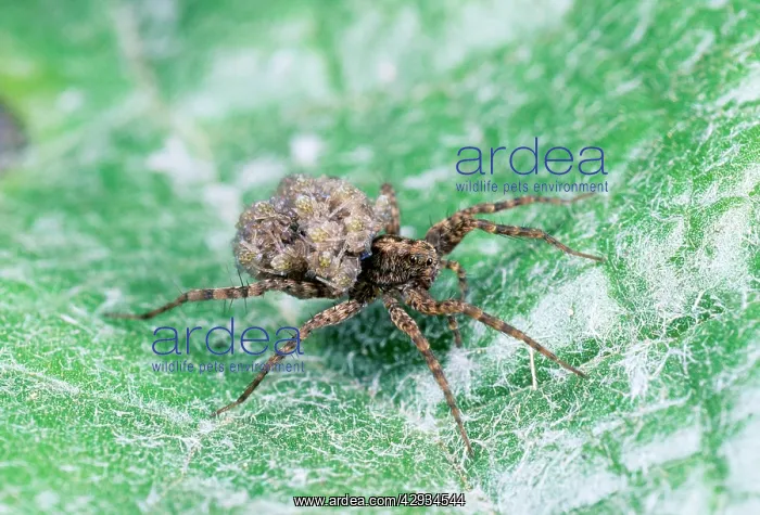 : Wolf Spider - Female carrying young : Wolf Spider - Female carrying young