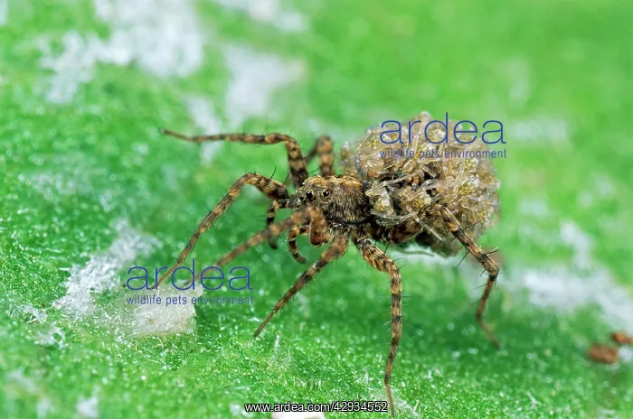: Wolf SPIDER - Female carrying young : Wolf SPIDER - Female carrying young