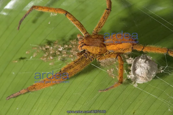  : Wolf Spider - female guarding her newly-emerged