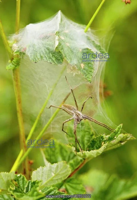 : Wolf Spider - where the female guards the eggs : Wolf Spider - where the female guards the eggs
