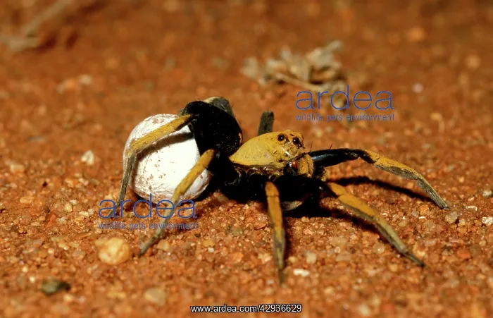 : A wolf spider - female, an outback spider, carrying : A wolf spider - female, an outback spider, carrying
