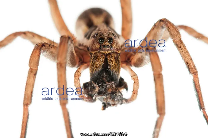 : Wolf Spider female with prey on white background : Wolf Spider female with prey on white background
