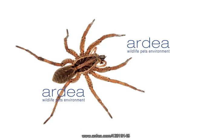 : Wolf Spider female with prey on white background : Wolf Spider female with prey on white background