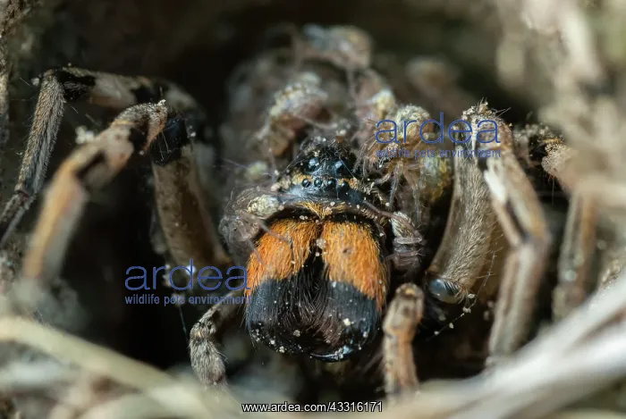 : Wolf Spider (Geolycosa vultuosa) : Wolf Spider (Geolycosa vultuosa)