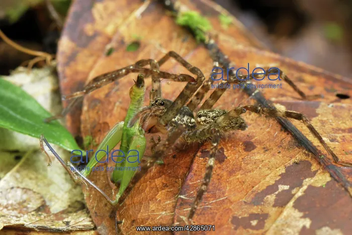 : Wolf Spider - with grasshopper prey : Wolf Spider - with grasshopper prey
