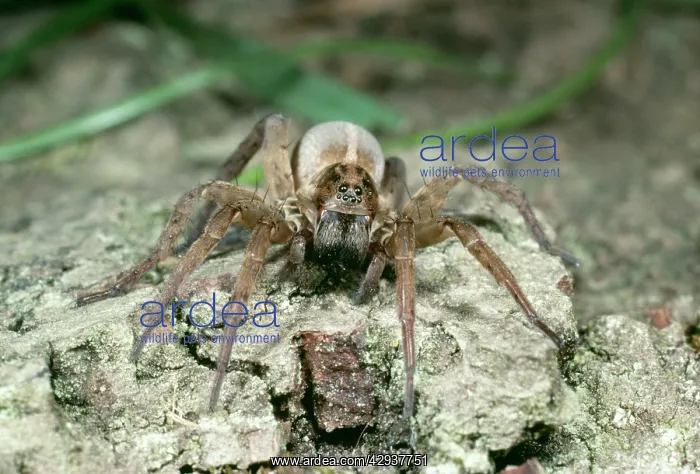 : Wolf Spider - Hunting for prey : Wolf Spider - Hunting for prey