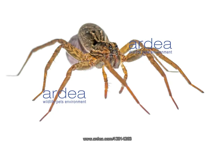 : Wolf Spider (Lycosidae) with her egg case : Wolf Spider (Lycosidae) with her egg case