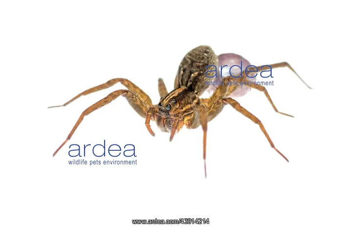 : Wolf Spider (Lycosidae) with her egg case : Wolf Spider (Lycosidae) with her egg case