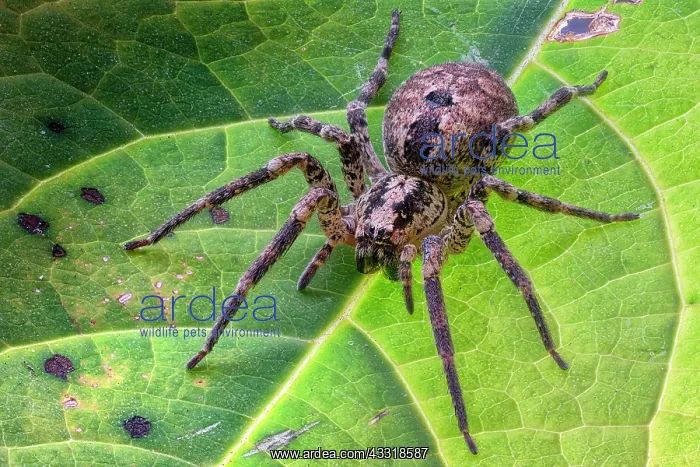 : Wolf spider (Lycosidae sp) on a leaf, view from : Wolf spider (Lycosidae sp) on a leaf, view from