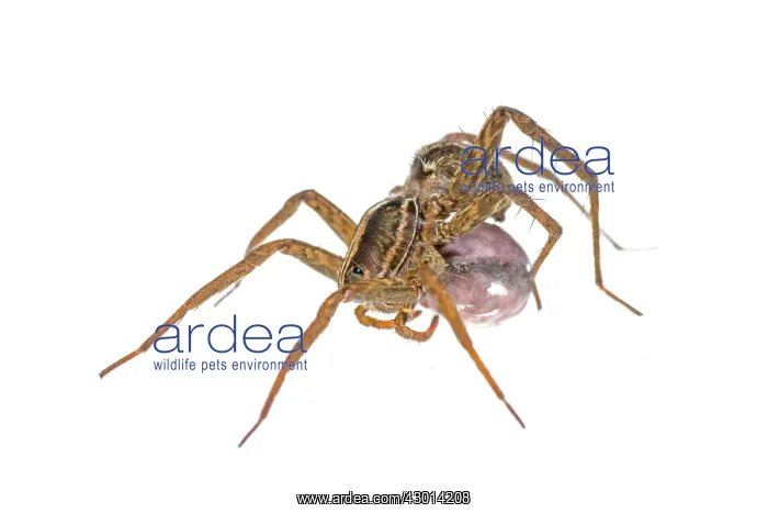 : Wolf Spider (Lycosidae) sticking to her egg case : Wolf Spider (Lycosidae) sticking to her egg case