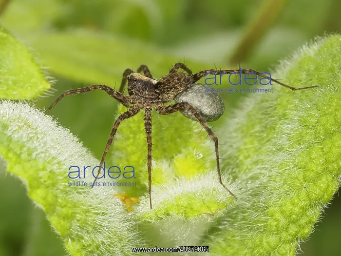 : Wolf Spider (Pardosa lugubris) carrying her egg : Wolf Spider (Pardosa lugubris) carrying her egg