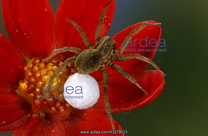 : Wolf Spider (Pardosa lugubris) with egg sack on : Wolf Spider (Pardosa lugubris) with egg sack on