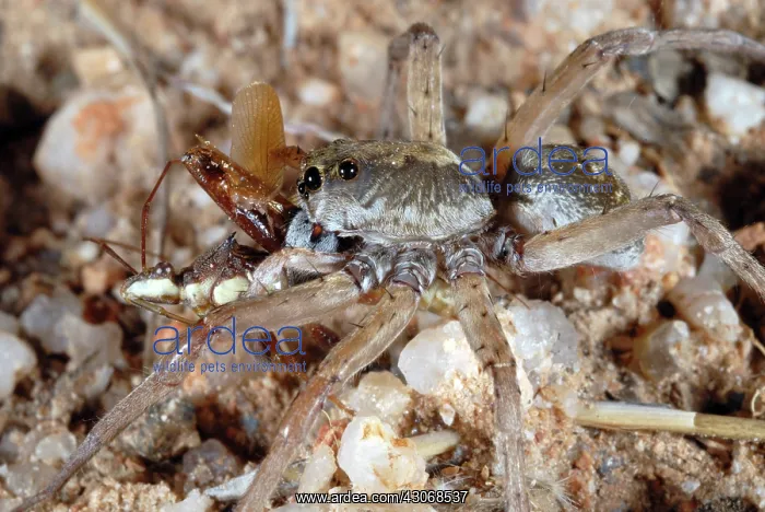 : Wolf Spider with prey : Wolf Spider with prey