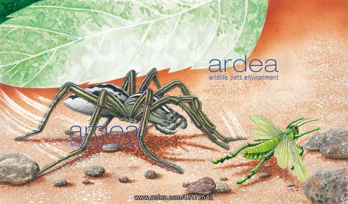 : Wolf spider preying on Grasshopper : Wolf spider preying on Grasshopper