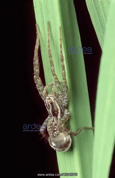 : Wolf spider in Rice Paddy : Wolf spider in Rice Paddy