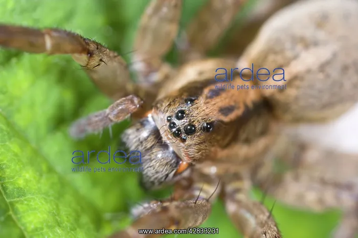 : Wolf Spider showing eight eyes : Wolf Spider showing eight eyes
