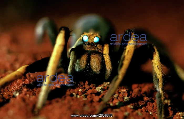 : A wolf spider - showing two large median eyes, at night : A wolf spider - showing two large median eyes, at night