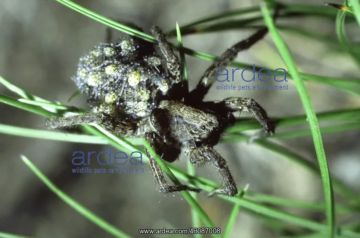: Wolf Spider with Spiderlings : Wolf Spider with Spiderlings