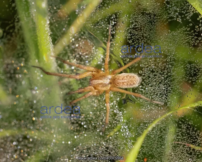 : Wolf spider (Trochosa ruricola), Germany, Europe : Wolf spider (Trochosa ruricola), Germany, Europe