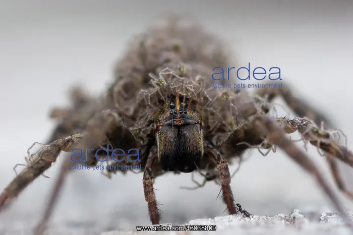 : Wolf Spider with Young : Wolf Spider with Young
