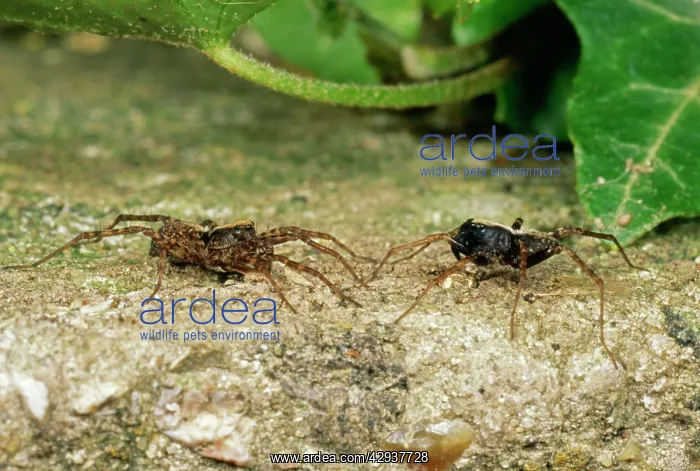 : Wolf Spiders - Female (left) / male (right) mating courtship : Wolf Spiders - Female (left) / male (right) mating courtship