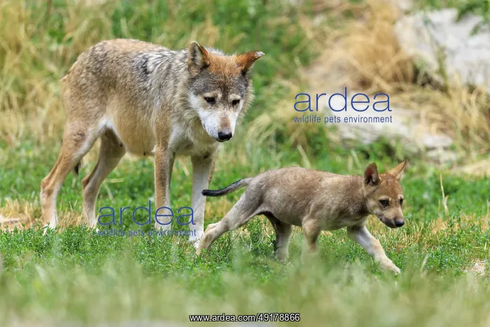 : A wolf standing in the grass next to a playing puppy : A wolf standing in the grass next to a playing puppy
