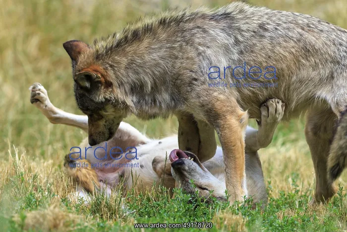 : A wolf standing over another lying wolf in a meadow : A wolf standing over another lying wolf in a meadow