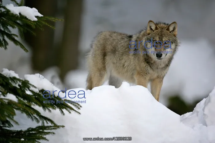 : Wolf - standing in snow in winter forest : Wolf - standing in snow in winter forest