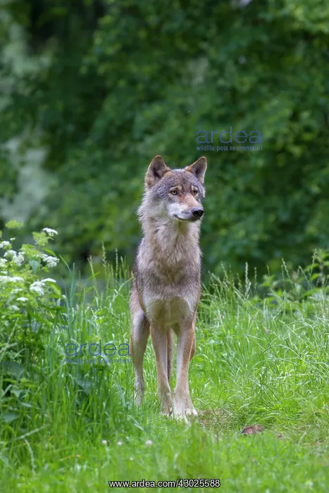 : Wolf summer European Wolf adult wolf in summer Germany : Wolf summer European Wolf adult wolf in summer Germany