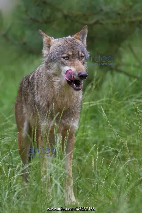 : Wolf summer European Wolf adult wolf in summer Germany : Wolf summer European Wolf adult wolf in summer Germany