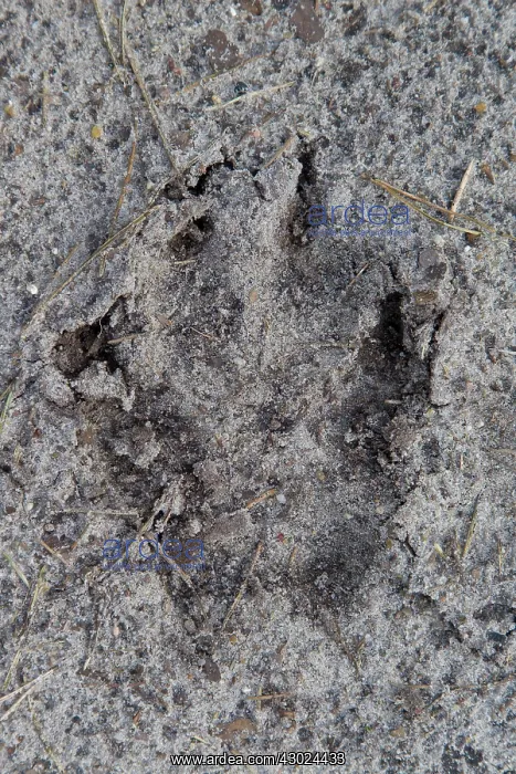: Wolf Track European Wolf footprint in sand Germany : Wolf Track European Wolf footprint in sand Germany