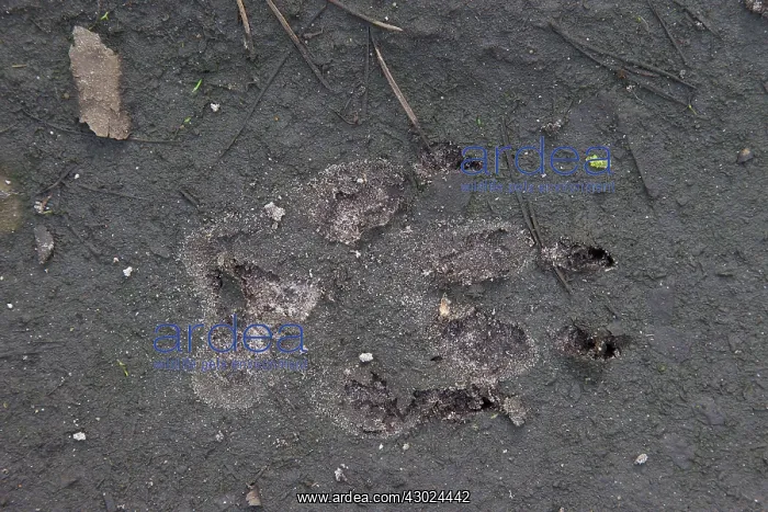 : Wolf Track European Wolf footprint in sand Germany : Wolf Track European Wolf footprint in sand Germany