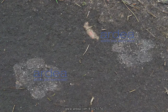 : Wolf Track European Wolf footprint in sand Germany : Wolf Track European Wolf footprint in sand Germany