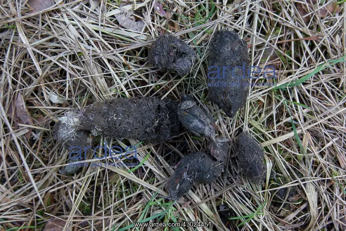 : Wolf Track European Wolf scat with hairs of prey German : Wolf Track European Wolf scat with hairs of prey German