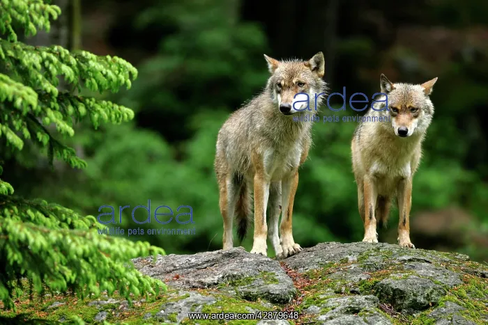 : Wolf - two wolves standing on rock in forest : Wolf - two wolves standing on rock in forest