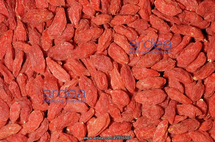 : Wolfberry / Goji Berries - dried : Wolfberry / Goji Berries - dried