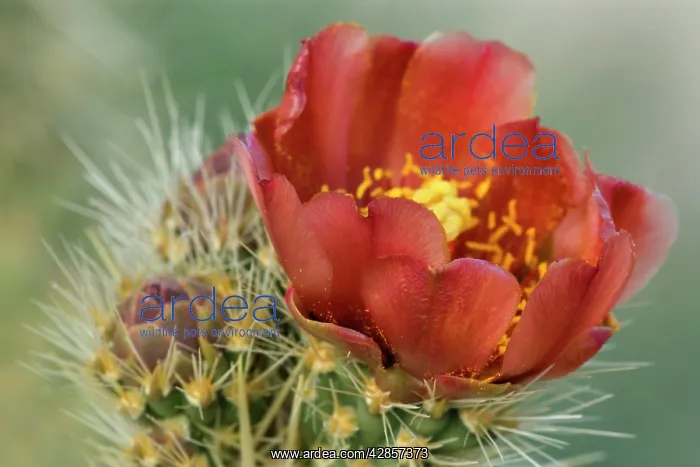 : Wolf's Cholla : Wolf's Cholla