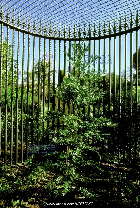 : Wollemi Pine - In cage : Wollemi Pine - In cage