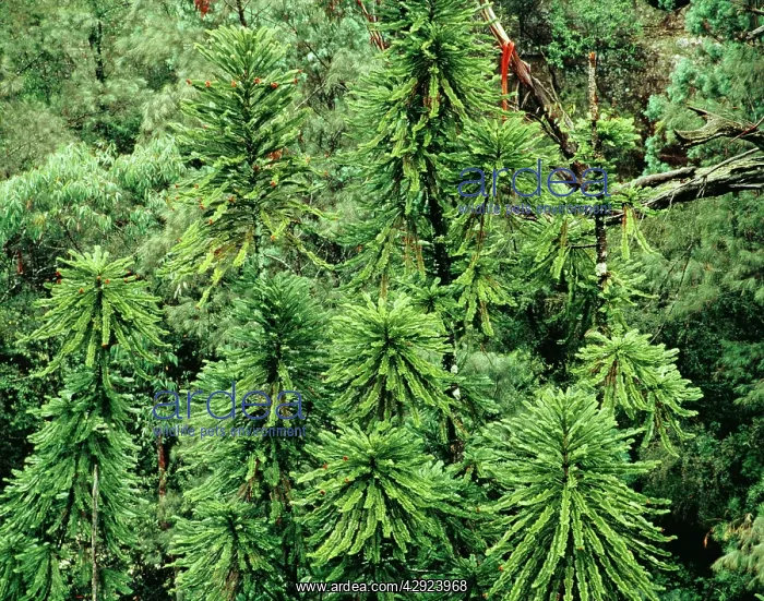 : Wollemi Pine - Discovered 1994 - Named 1995 : Wollemi Pine - Discovered 1994 - Named 1995