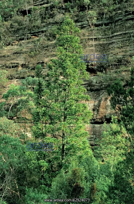 : Wollemi Pine - Discovered 1994 - Named 1995 : Wollemi Pine - Discovered 1994 - Named 1995